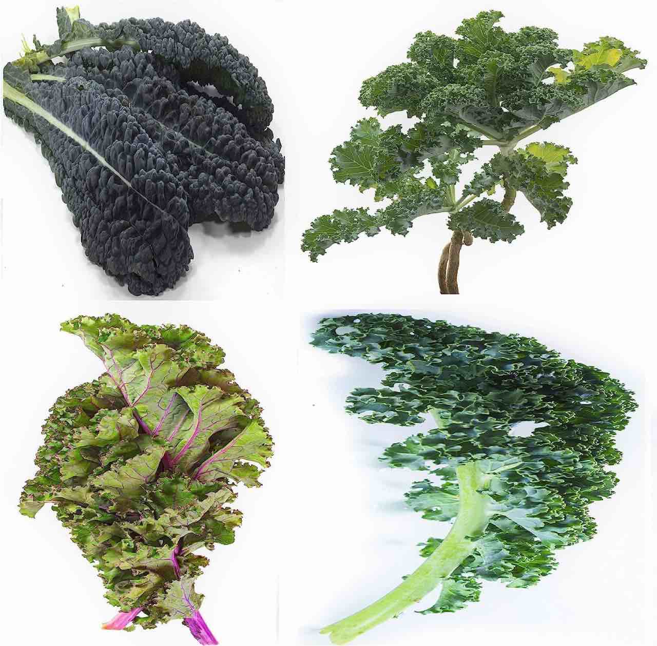 1500+ Kale Mixed Seeds Dwarf Blue Curled Siberian Dwarf Russian Red Heirloom Non-GMO Mixed Kale Seeds for Planting Grown