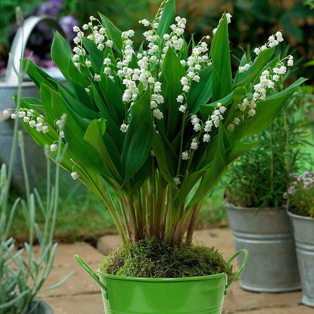 800+ Lily of The Valley Seeds Mix-Color Perennial Flowers Lily of The Valley Seeds for Planting