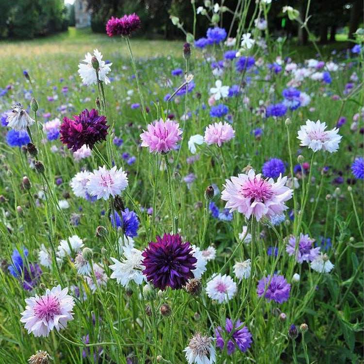GARDENS 3000 Pcs Mixed Cornflower Seeds for Planting Mix Dwarf Bachelor Button Seeds for Home Garden Decor Easy to Plant