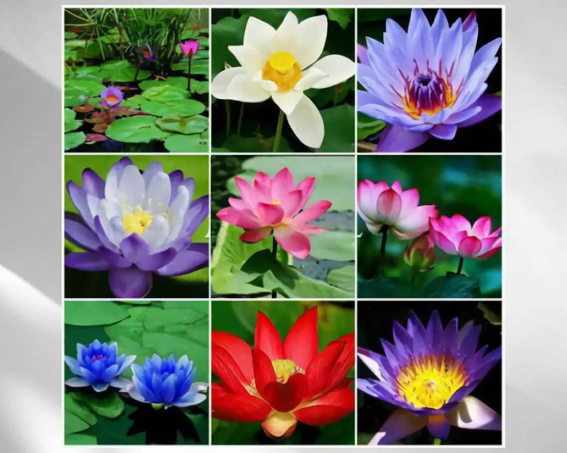 30 + Mixed Lotus Seeds for Planting Non-GMO Flower Seeds for Home Garden Decor Easy to Plant