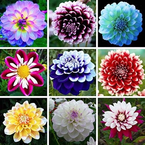 100+Mix Dahlia Seeds Compound Petals Multi-Color, Beautiful Annual Outdoor Garden Potted Plants Non-GMO Dahlia for Planting Dahlia Pom Pom Seeds for Planting