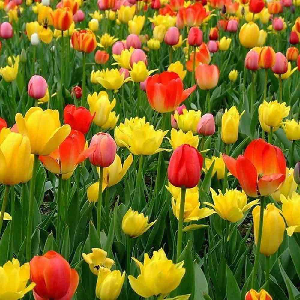 300Pcs Mix Color Tulip Seeds Fresh Non-GMO Flower Seeds for Planting Home Garden Decor
