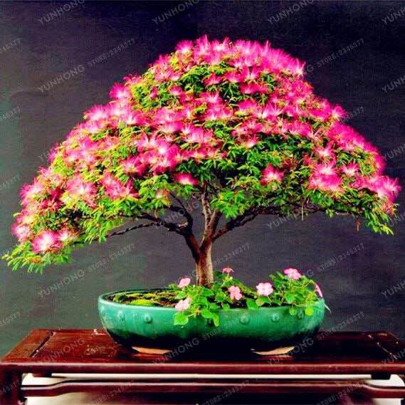 50 Pcs Silk Tree Seeds (Albizia Julibrissin) for Planting Non-GMO Flower Seeds for Home Garden Decor Bonsai Seeds