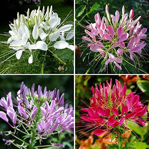 GARDENS 5000Pcs Mix Cleome Seeds for Planting Outside Colorful Annual Flowers Long Blooming