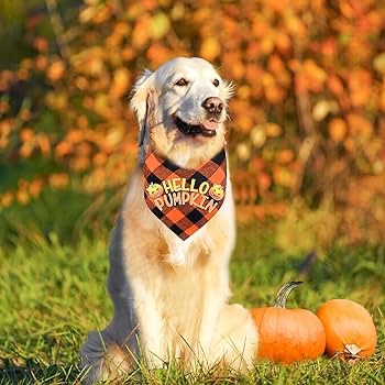 Halloween Dog Collar with Bow,Fall Holiday Dog Bandanas for Small Mediun Large Dogs Halloween Costume(Pattern-Hello Pumpkin, S)