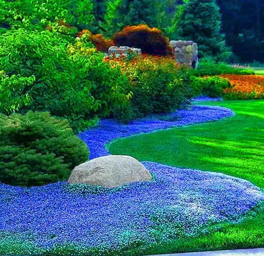 6000+ Thyme Seeds Ground Cover Plant Seeds Perennial- Non-GMO Heirloom Flower Creeping Thyme Seeds for Planting