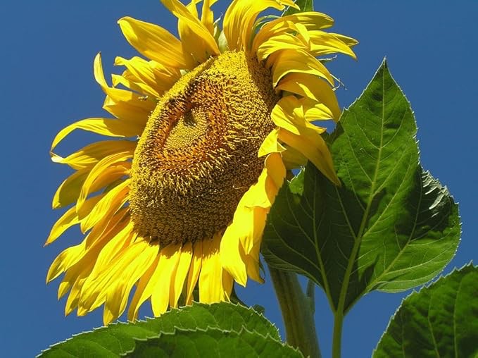 Sunflower, Mammoth Russian, 100 Seeds per Pack, Newly Harvested, 8-12 Foot Tall, Giant Blooms