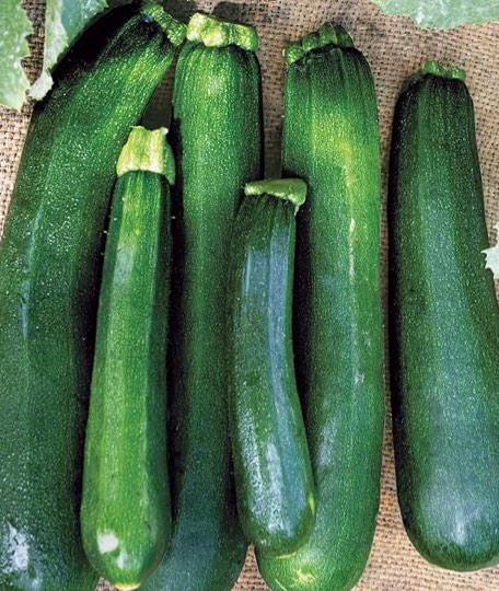 Burpee Black Beauty Zucchini Summer Squash Seeds 100 seeds