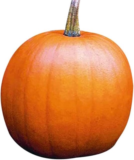 Jack O’Lantern Pumpkins Seeds - Heirloom and The Classic for Carving and Cooking…