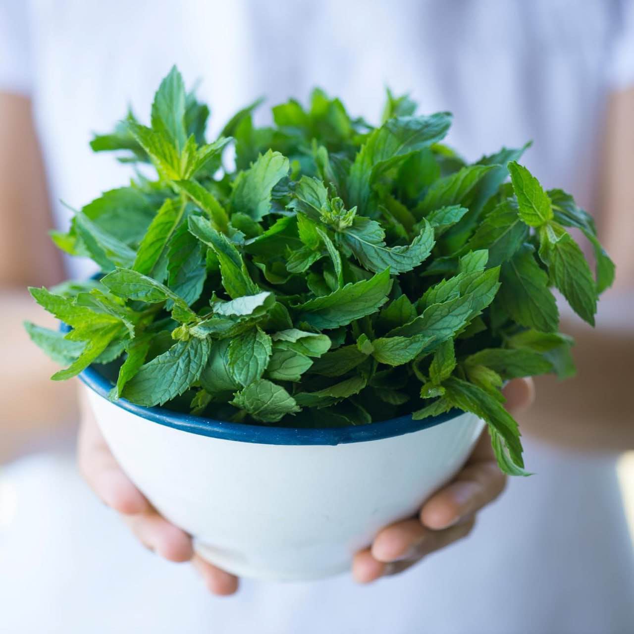 Back to the Roots Peppermint Herb Seeds