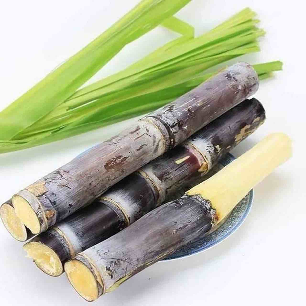 200 pcs Giant Sugar Cane Seeds for Planting