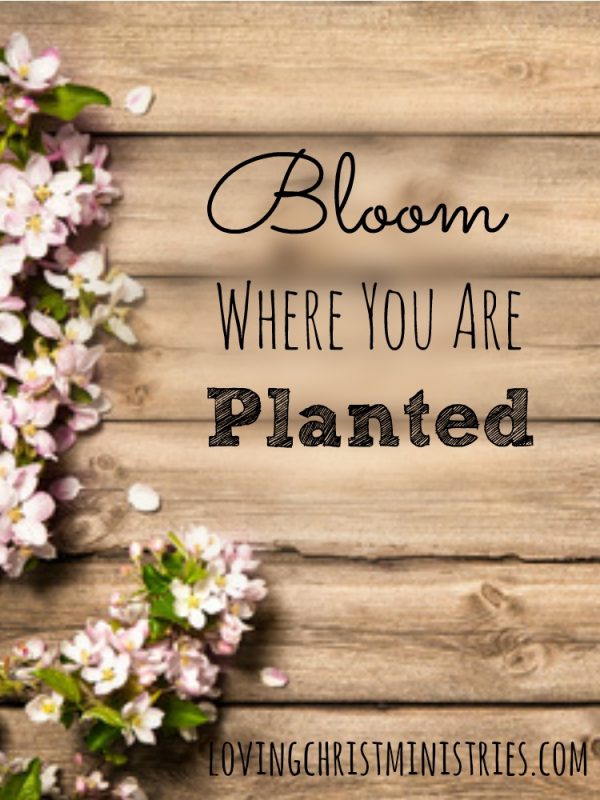 Bloom Where You Are Planted by Mitzi Neely Loving Christ