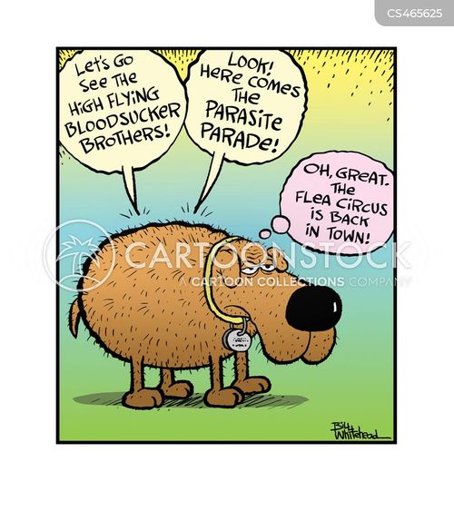 Flea Circus Cartoons and Comics funny pictures from CartoonStock