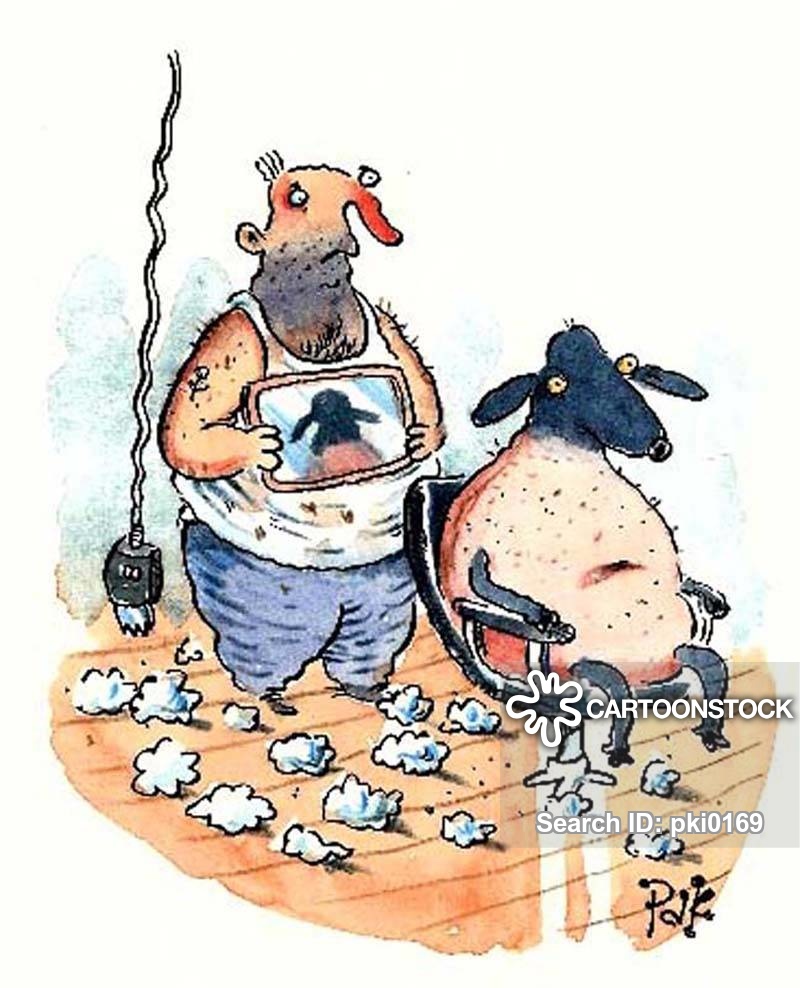 Sheep Shearing Cartoons and Comics funny pictures from CartoonStock