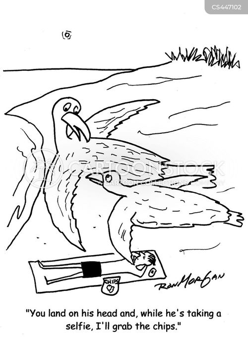 Sea Gull Cartoons And Comics Funny Pictures From Cartoonstock