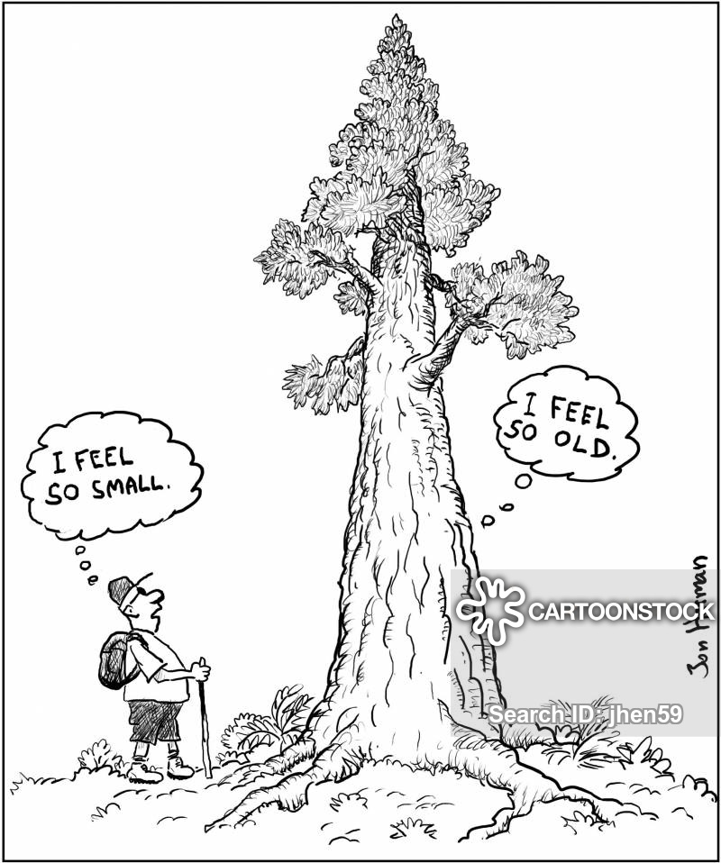 Old Tree Cartoons and Comics funny pictures from CartoonStock