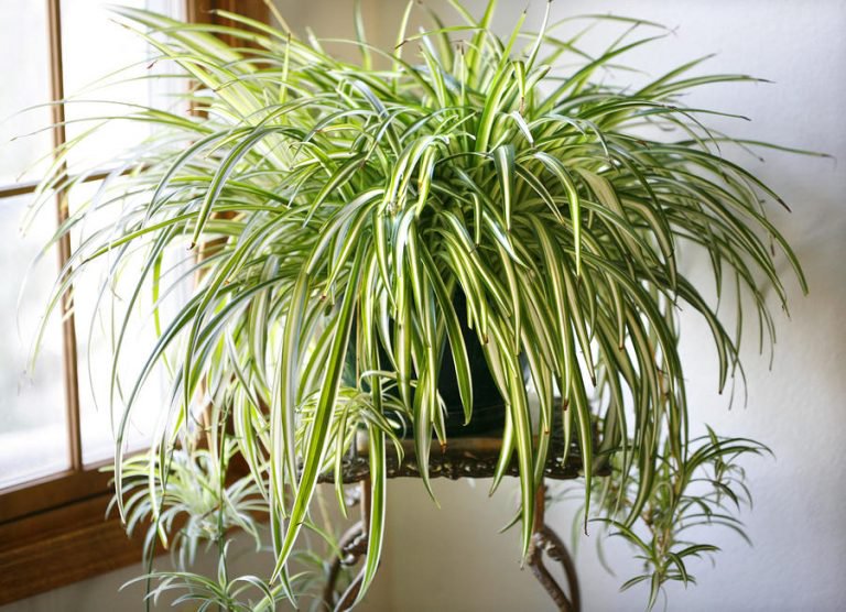 These Plants Are Oxygen Bombs & They Clean The Air In Your Home
