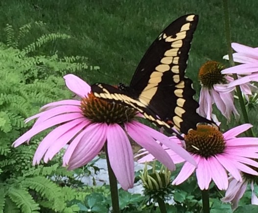 Giant Swallowtail Butterfy