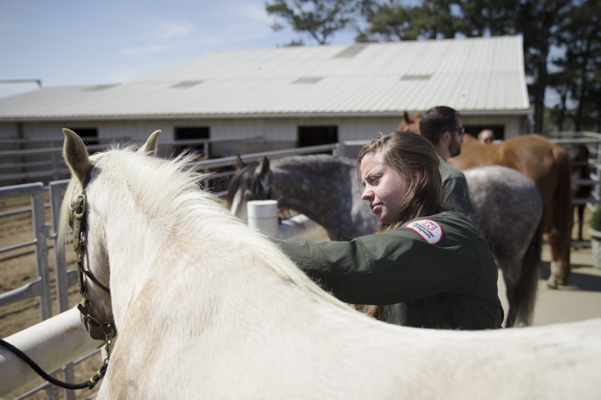 Pre-vet student working with a horse