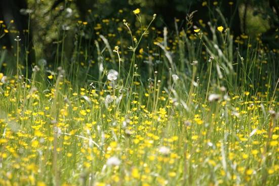 Meadow, Flowers, Spring, Hay Fever, Pollen, Blossom