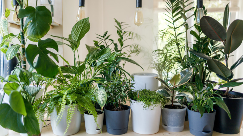 A collection of potted plants