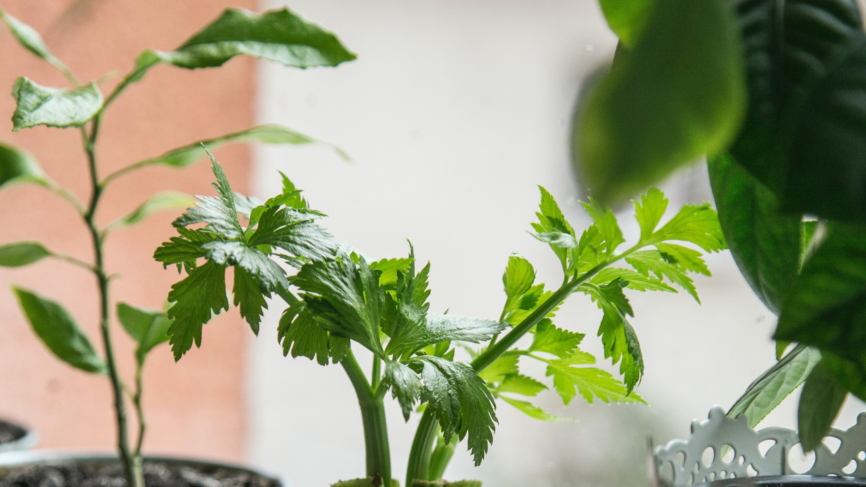 Image of growing plants in your apartment. 