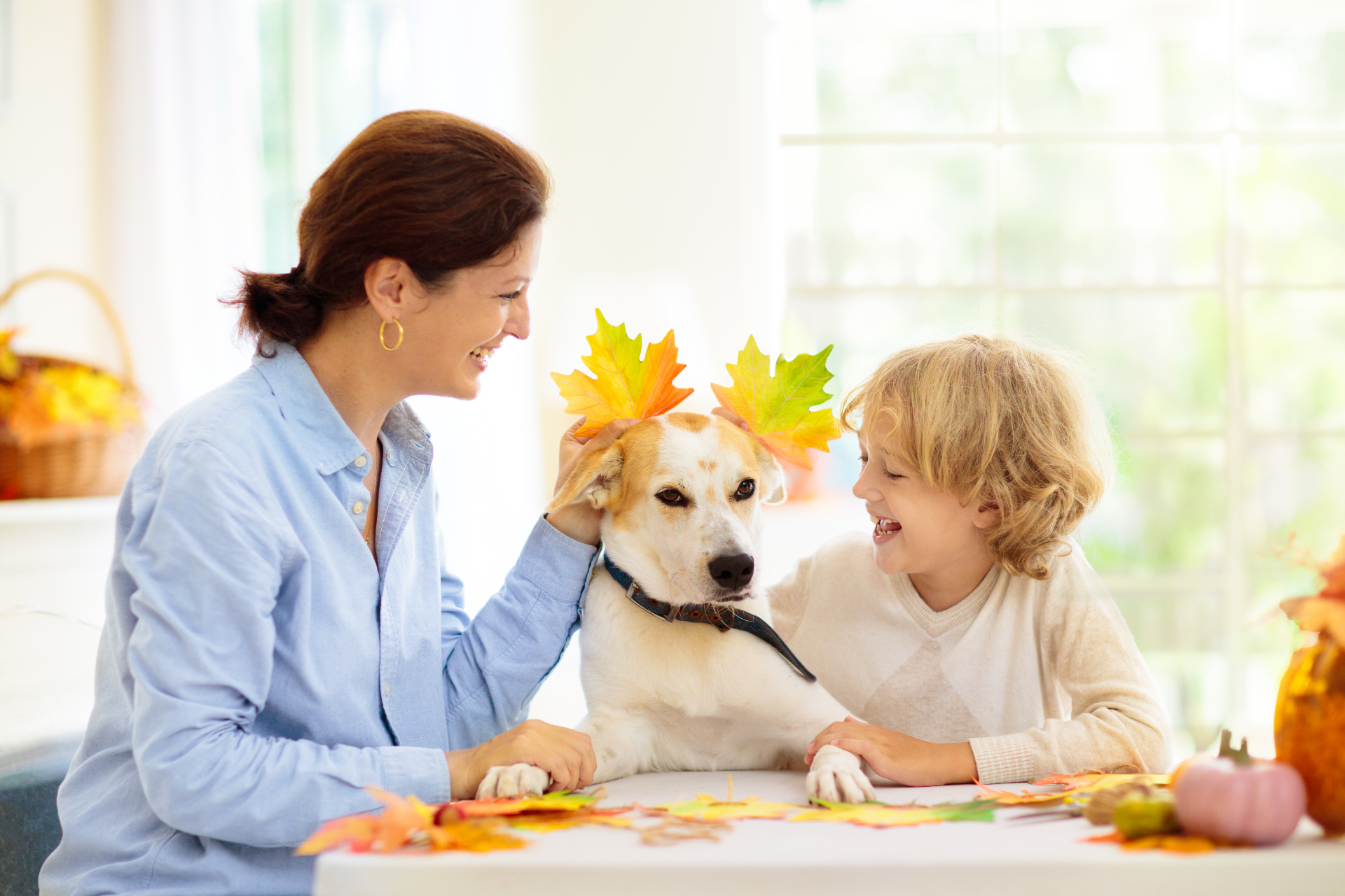 Discover ten delightful ways to embrace the cozy spirit of autumn within your apartment.  