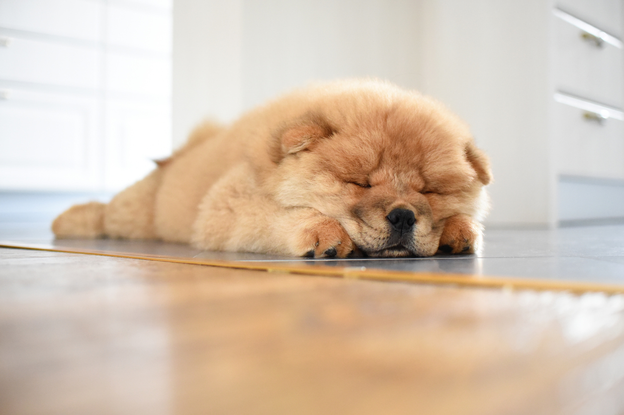 Spring Refresh for Pet Owners: Keeping Your Apartment Clean 