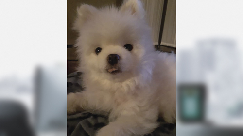 Photo of Winston, the dog