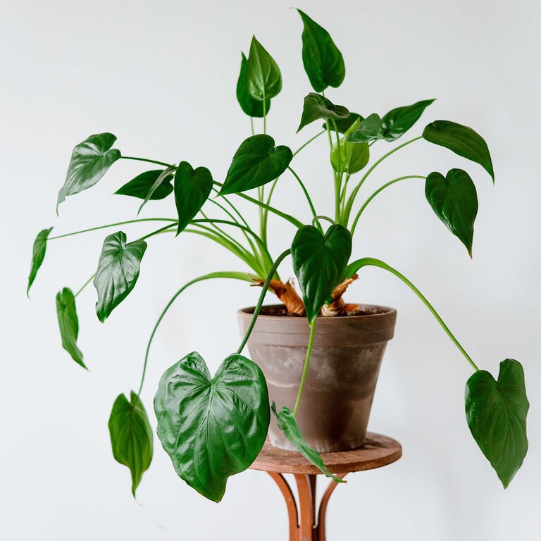 Tropical Houseplant