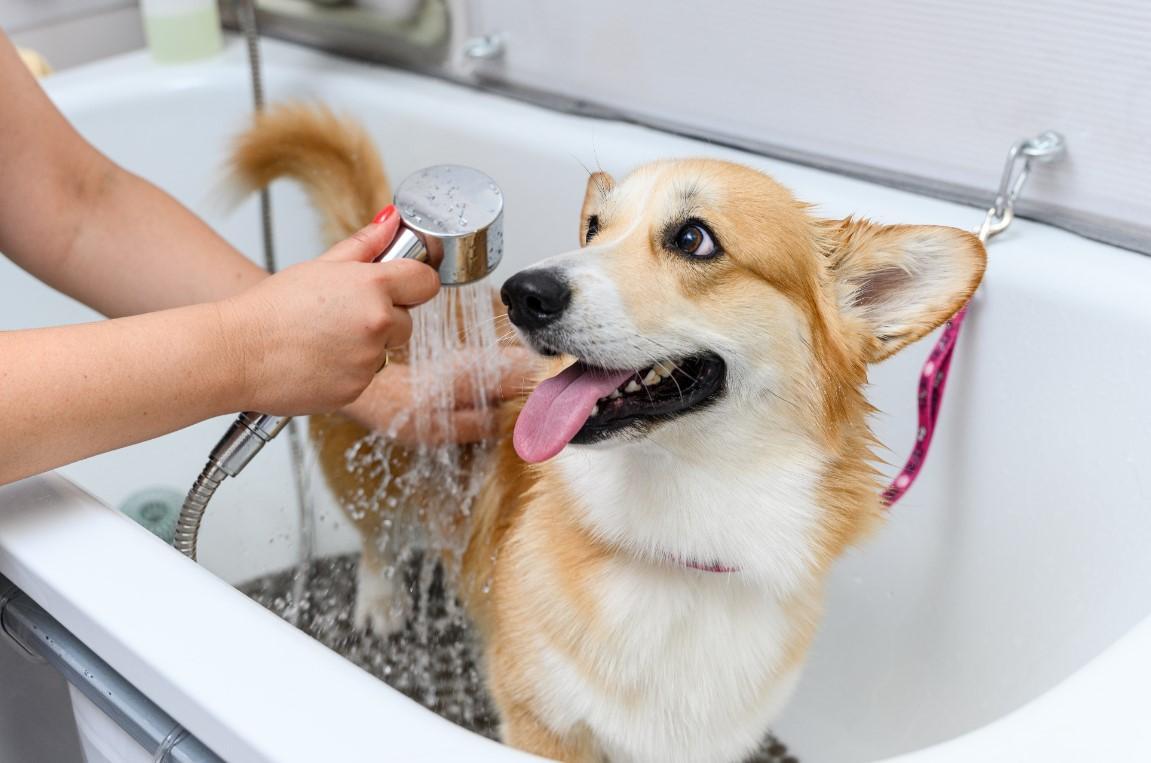 Grooming Station