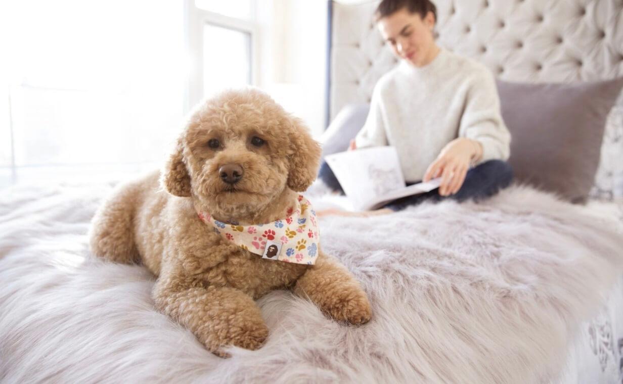 PET-FRIENDLY LIVING