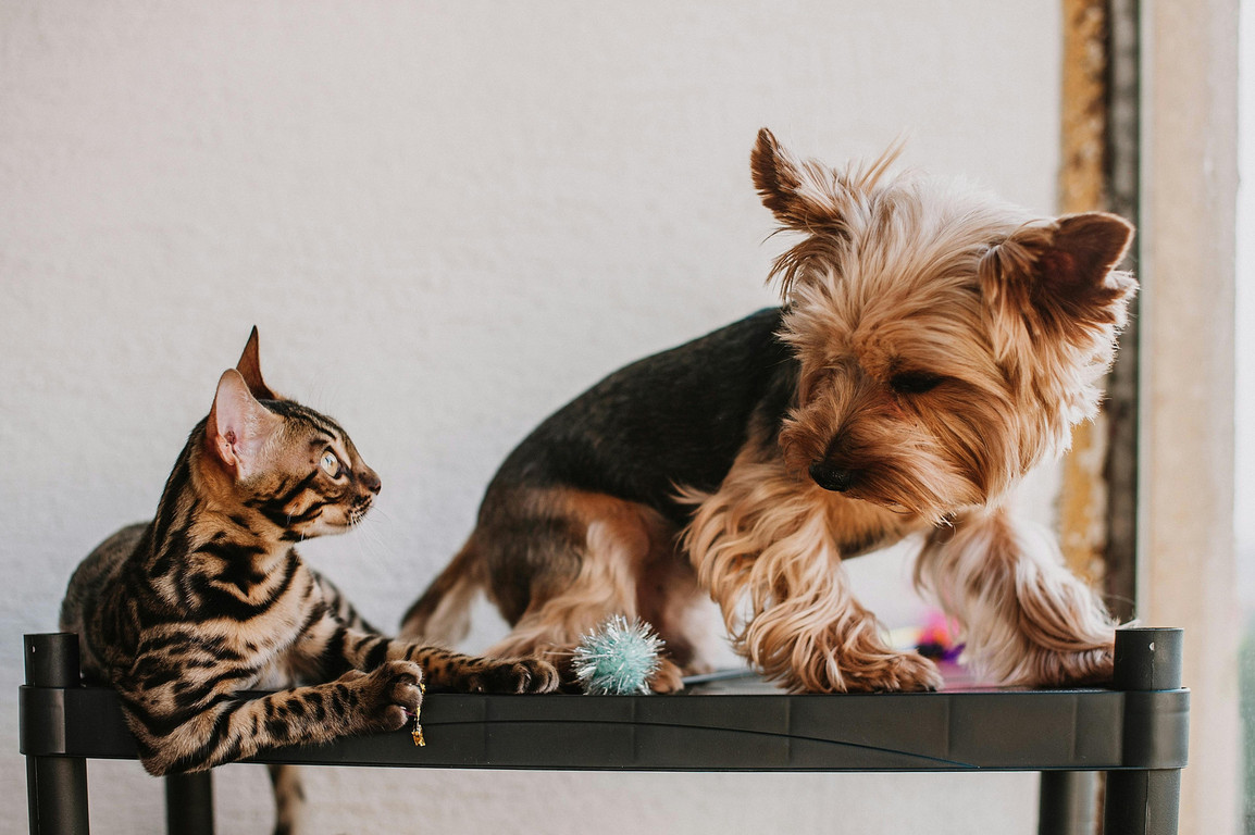 The Groom, The Paw wash, The Patch.