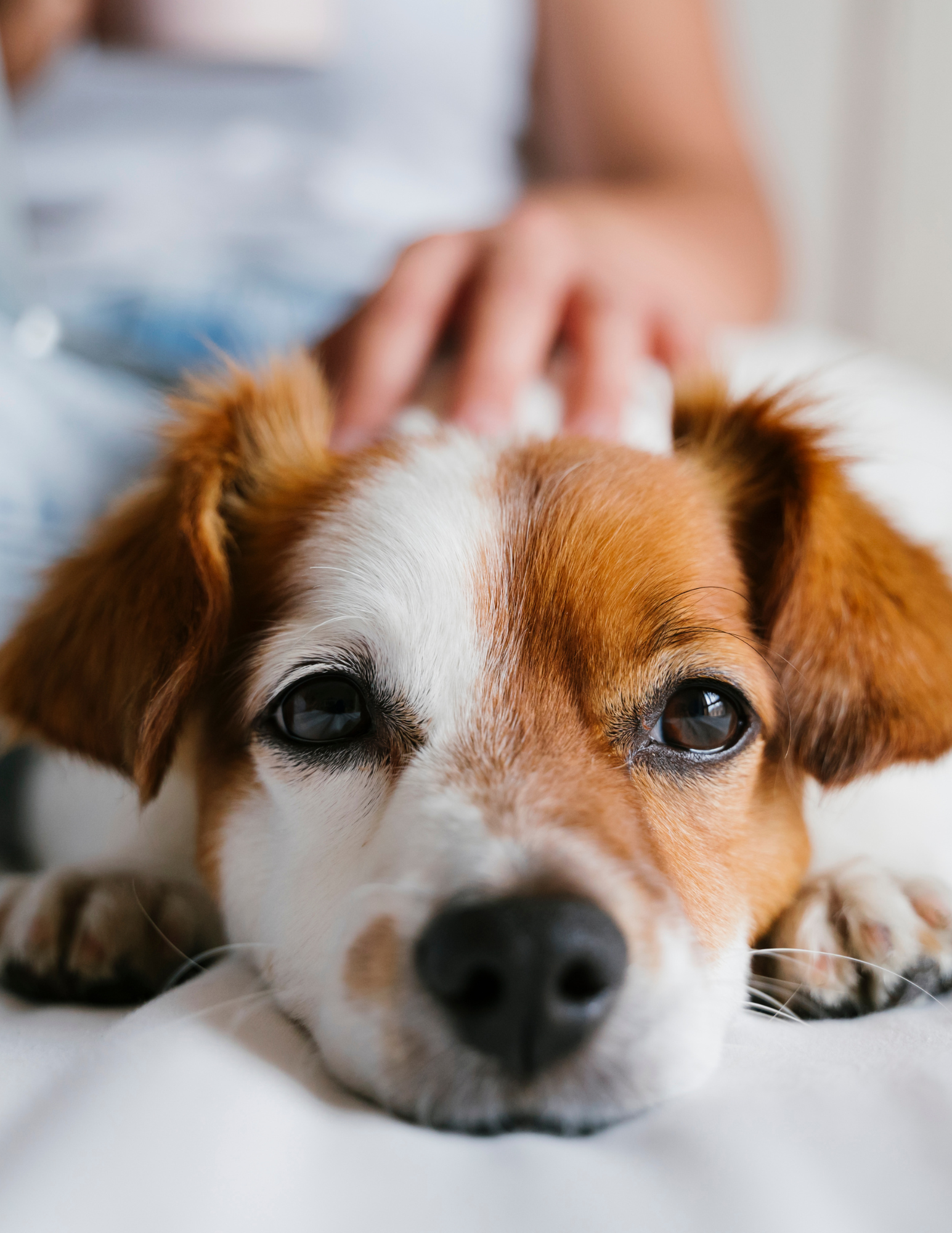 Pet Friendly Apartments for Rent Image