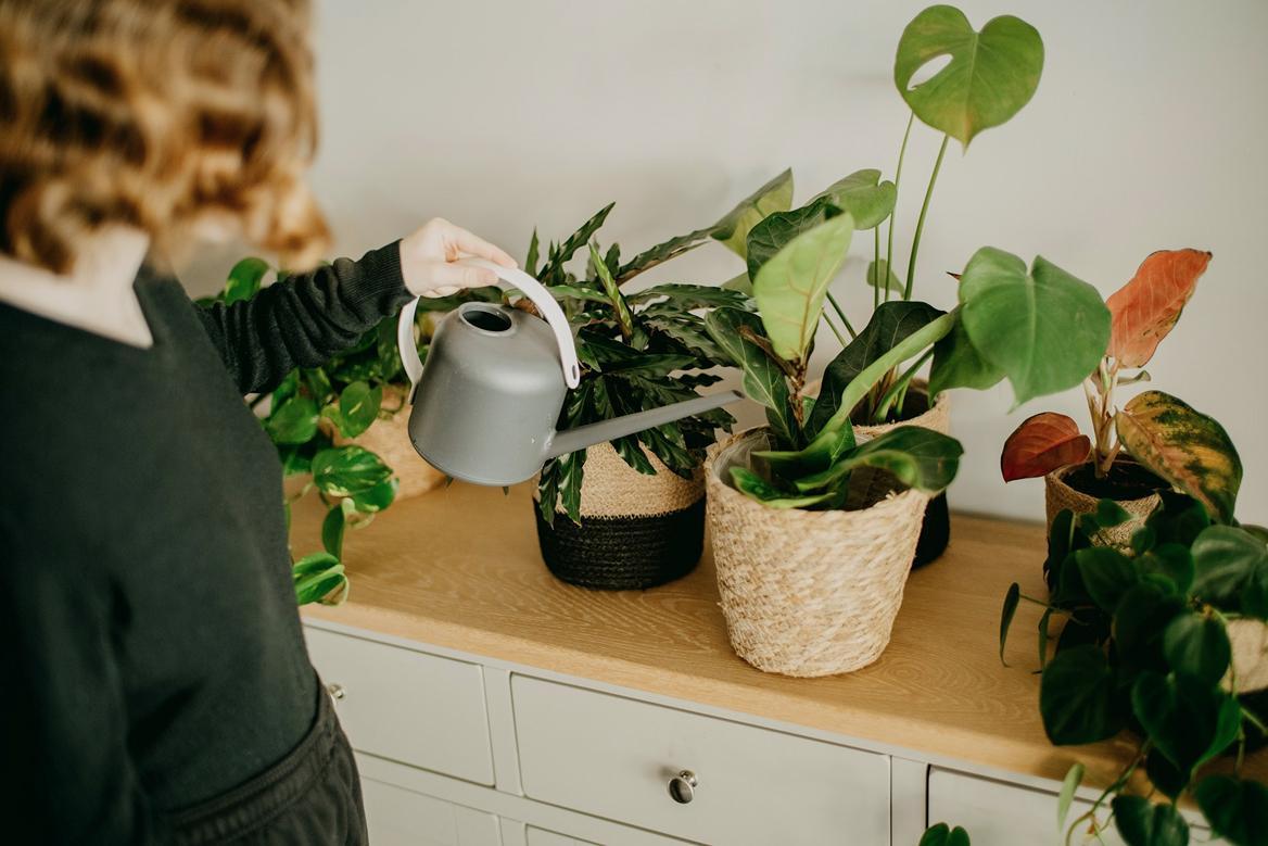 Winter-Friendly Indoor Plants That Lift Your Mood Image