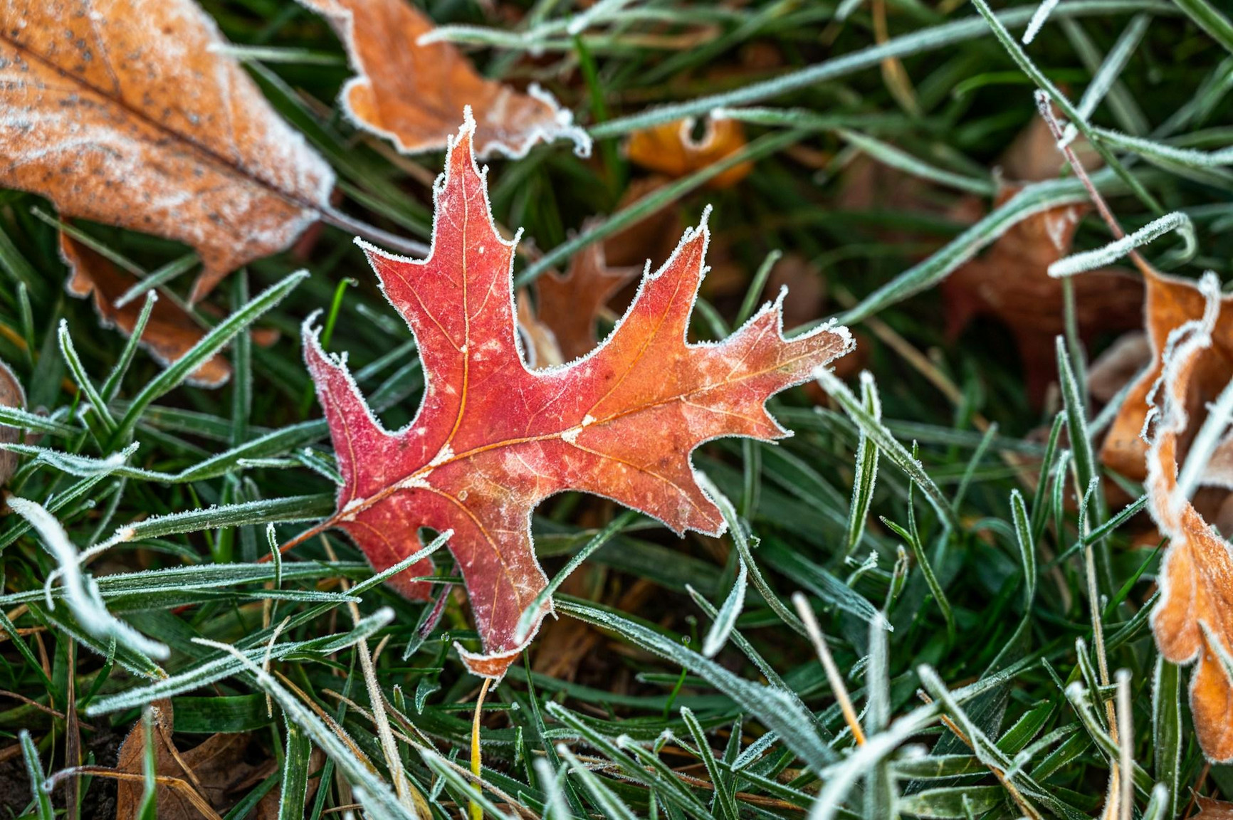 Your First Alberta Winter as a Renter: What to Actually Expect Image