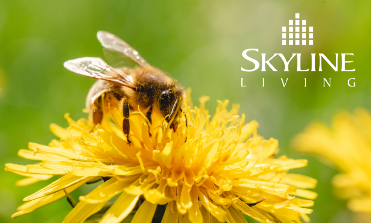 Expanding the Skyline Living Honey Bee Initiative Image