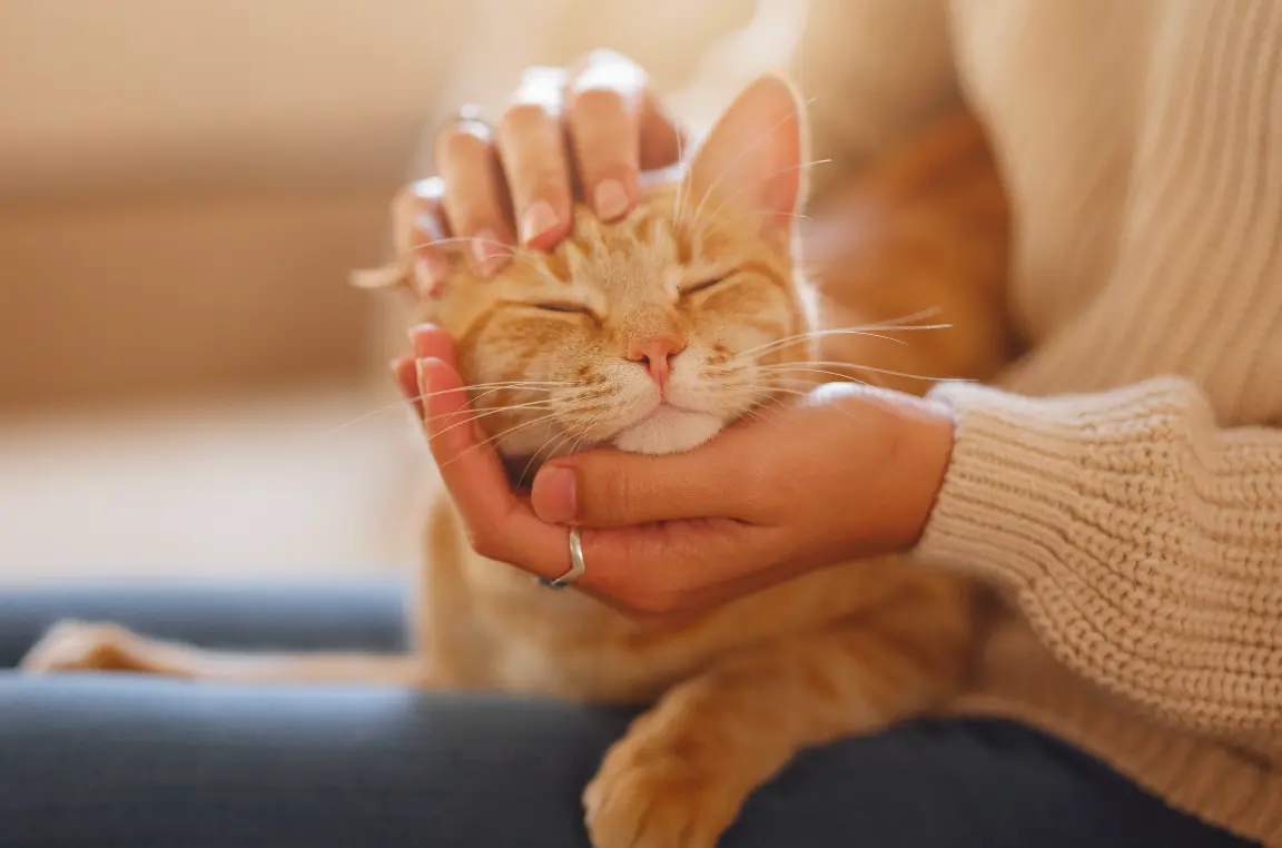 5 Pet Care Tips for Apartments Every Owner Needs Image