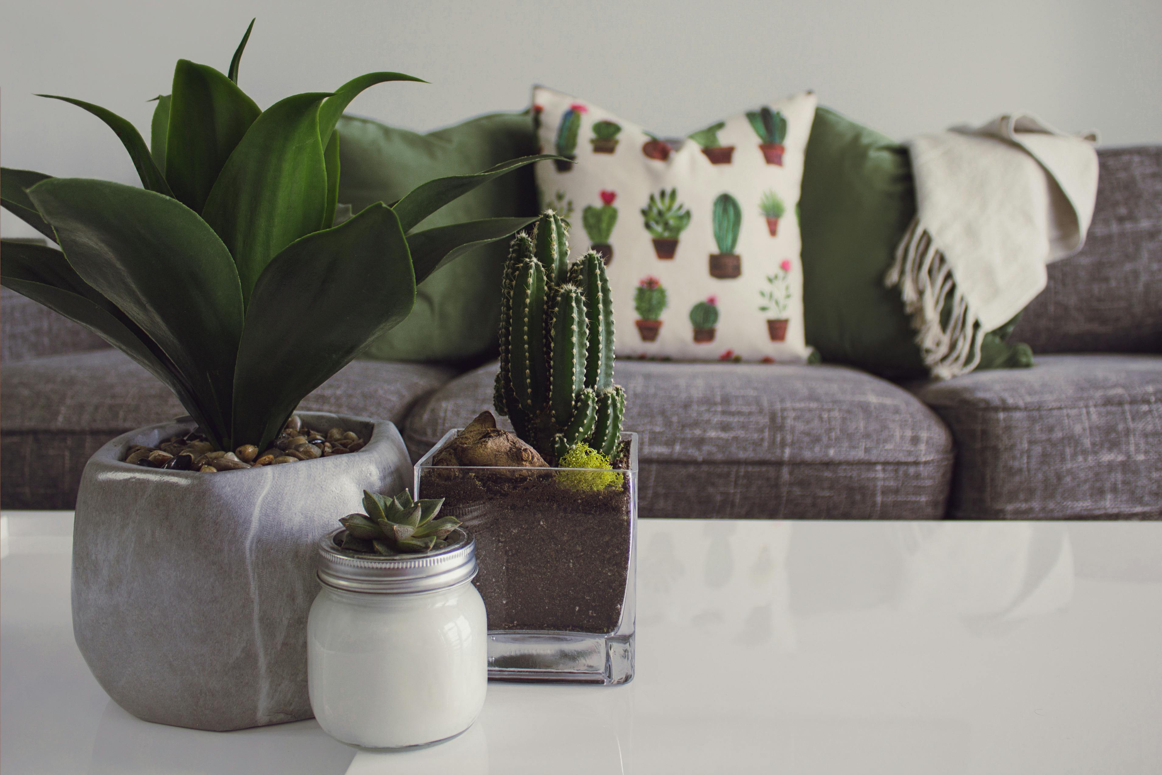 Easy plants to spruce up your apartment  Image