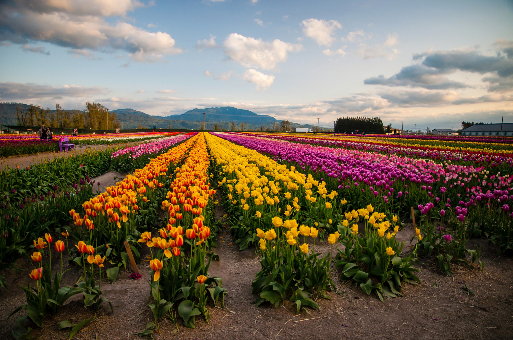 Landing Section Image