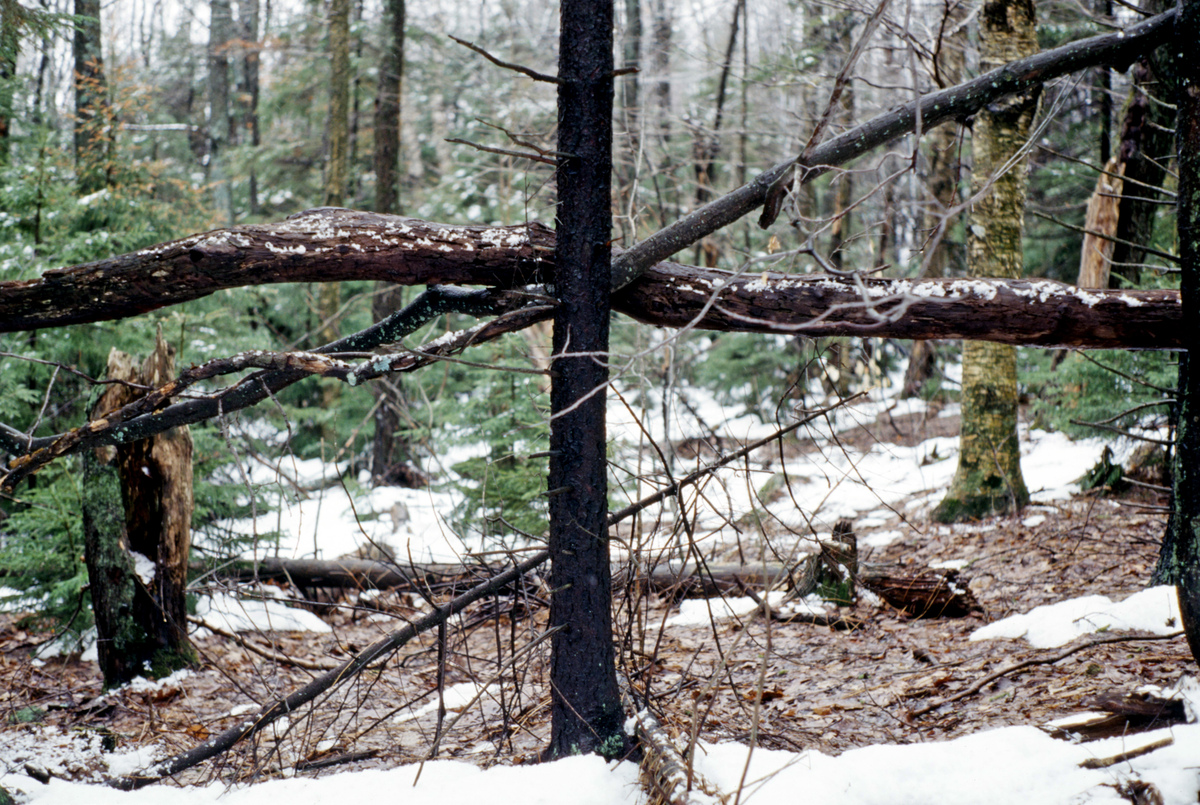 https://lynnbook.s3.amazonaws.com/flat_media/Process_MacDowellColony_photoslide19.jpg https://lynnbook.s3.amazonaws.com/flat_media/Process_MacDowellColony_photoslide19.jpg