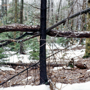 https://lynnbook.s3.amazonaws.com/flat_media/Process_MacDowellColony_photoslide19.jpg