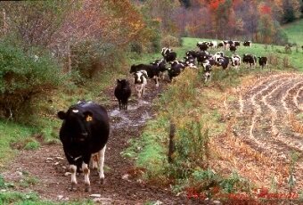Don’t pave your cowpaths