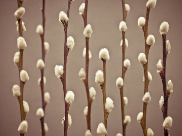 Pussy Willow Twigs Wall Art Prints By Assaf Frank