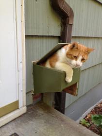 Efficient cat door