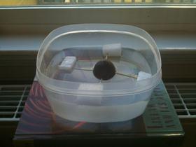 Avocado life raft