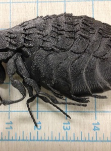 thing image