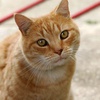 Sr. Whiskers - 3D printer in 