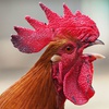 Rooster Prints - 3D printer in Springdale, Ar 72764