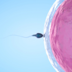 Nutrición y Fertilidad: Alimentos clave para la preconcepción